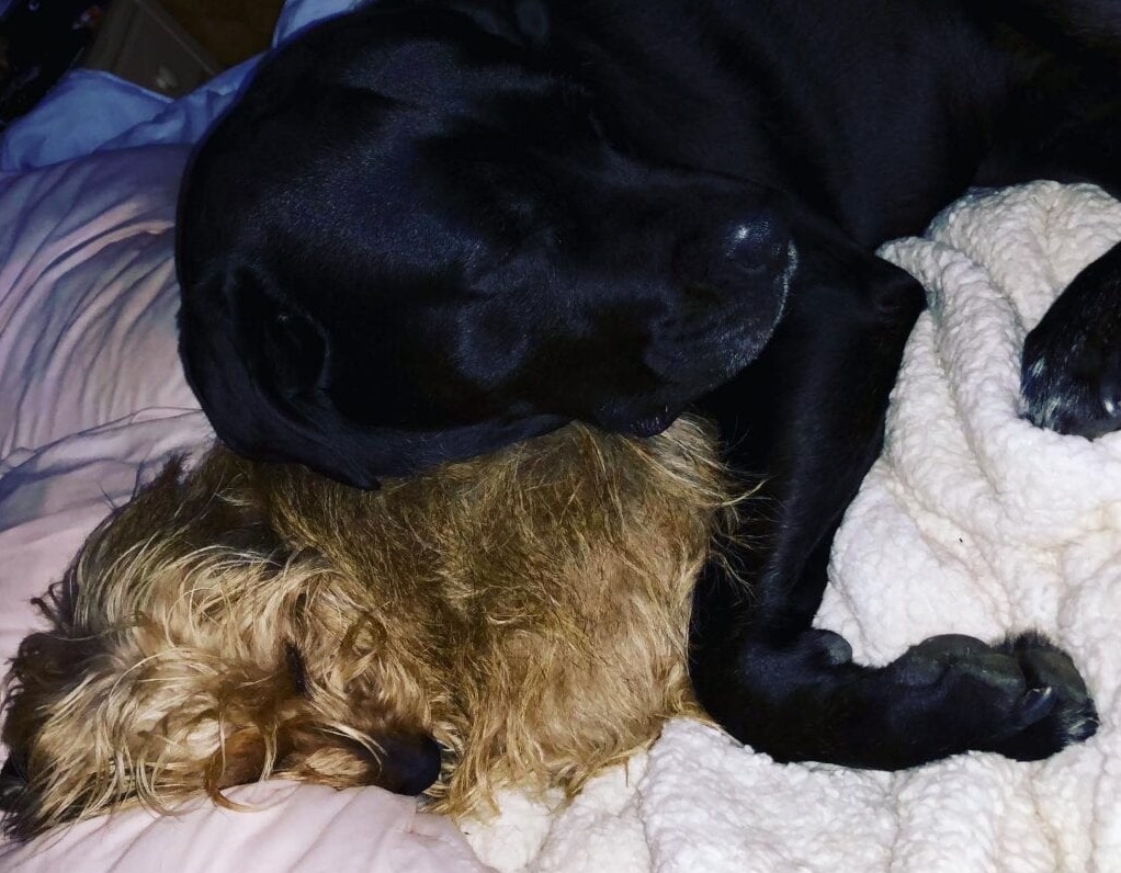 Two adorable dogs cuddling with each other while sleeping