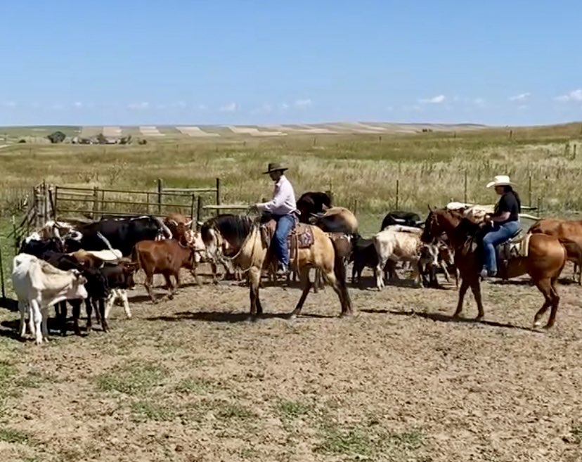 A busy day in the saddle working cattle at the ranch clinic.